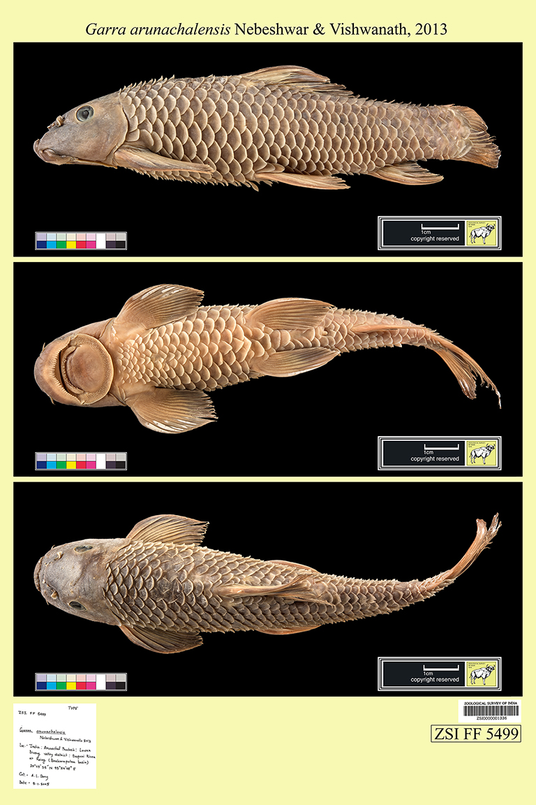 Zoological Survey Of India