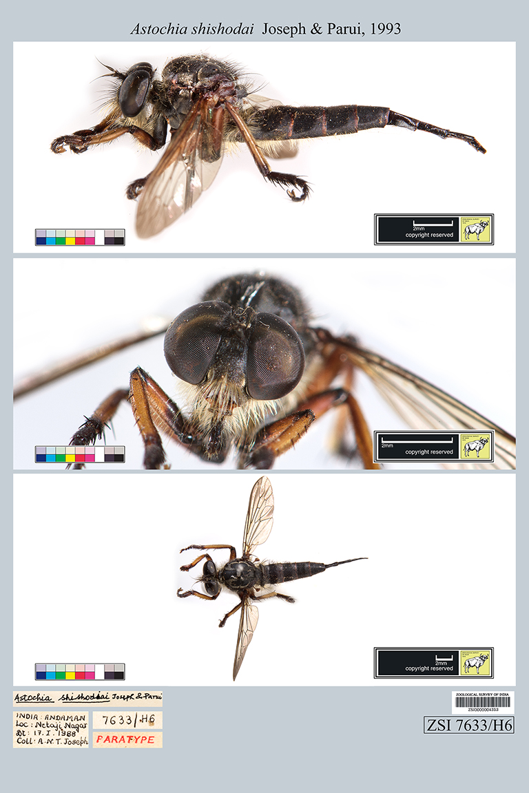 Sothassi Insect Zoological Survey Of India