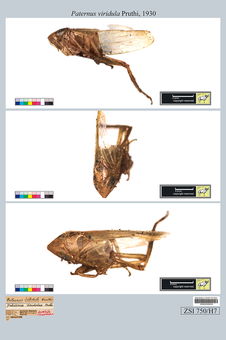 Zoological Survey Of India