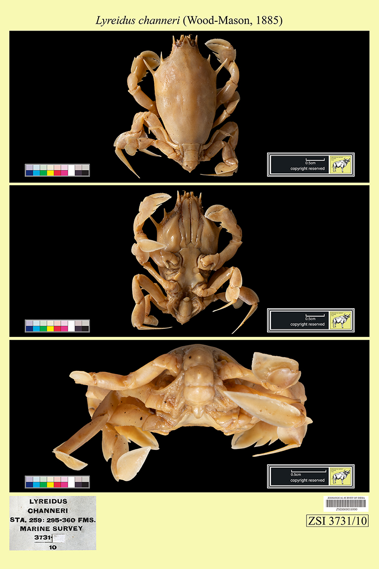 Zoological Survey Of India